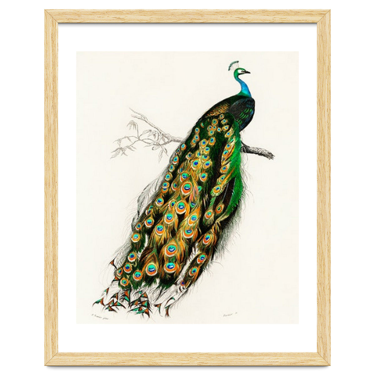 Indian peafowl illustrated