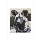 African Painted Dog II (Print Only) thumbnail