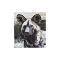 African Painted Dog II (Print Only)