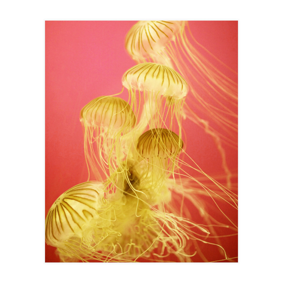 Jelly #7  (Print Only)
