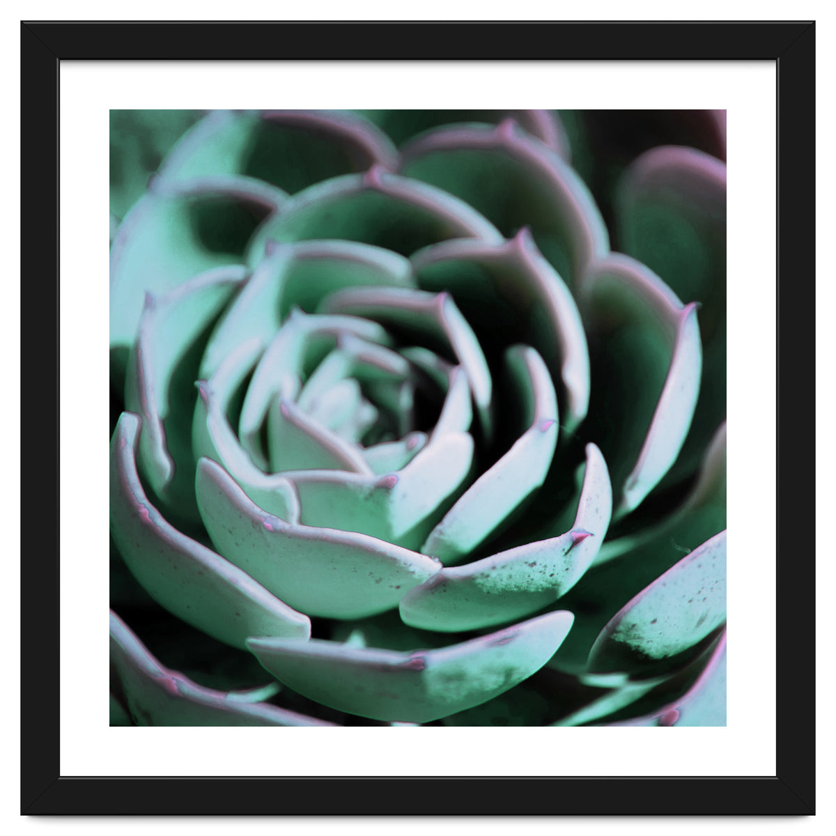 DARKSIDE OF SUCCULENTS III-A