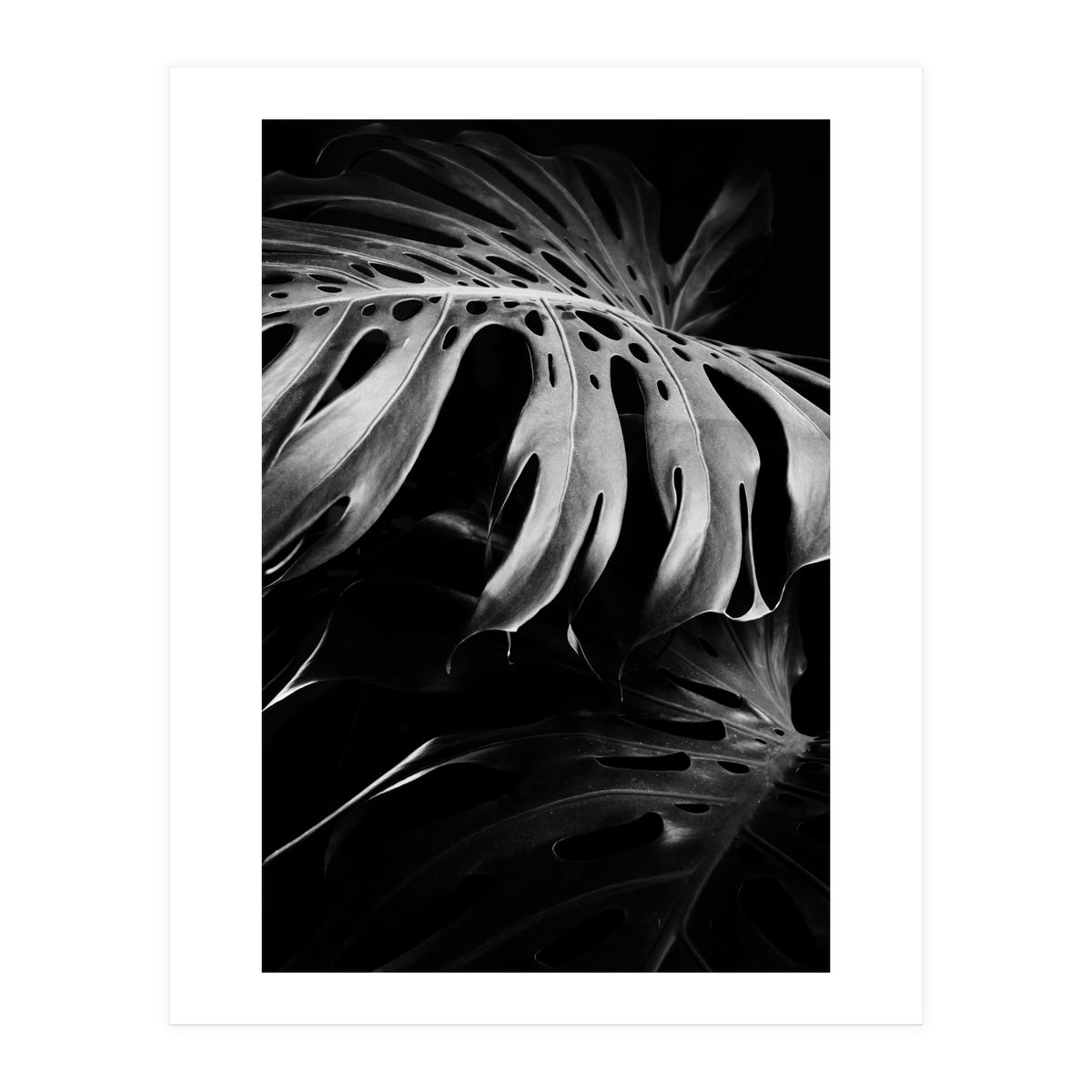 monstera nature (Print Only)