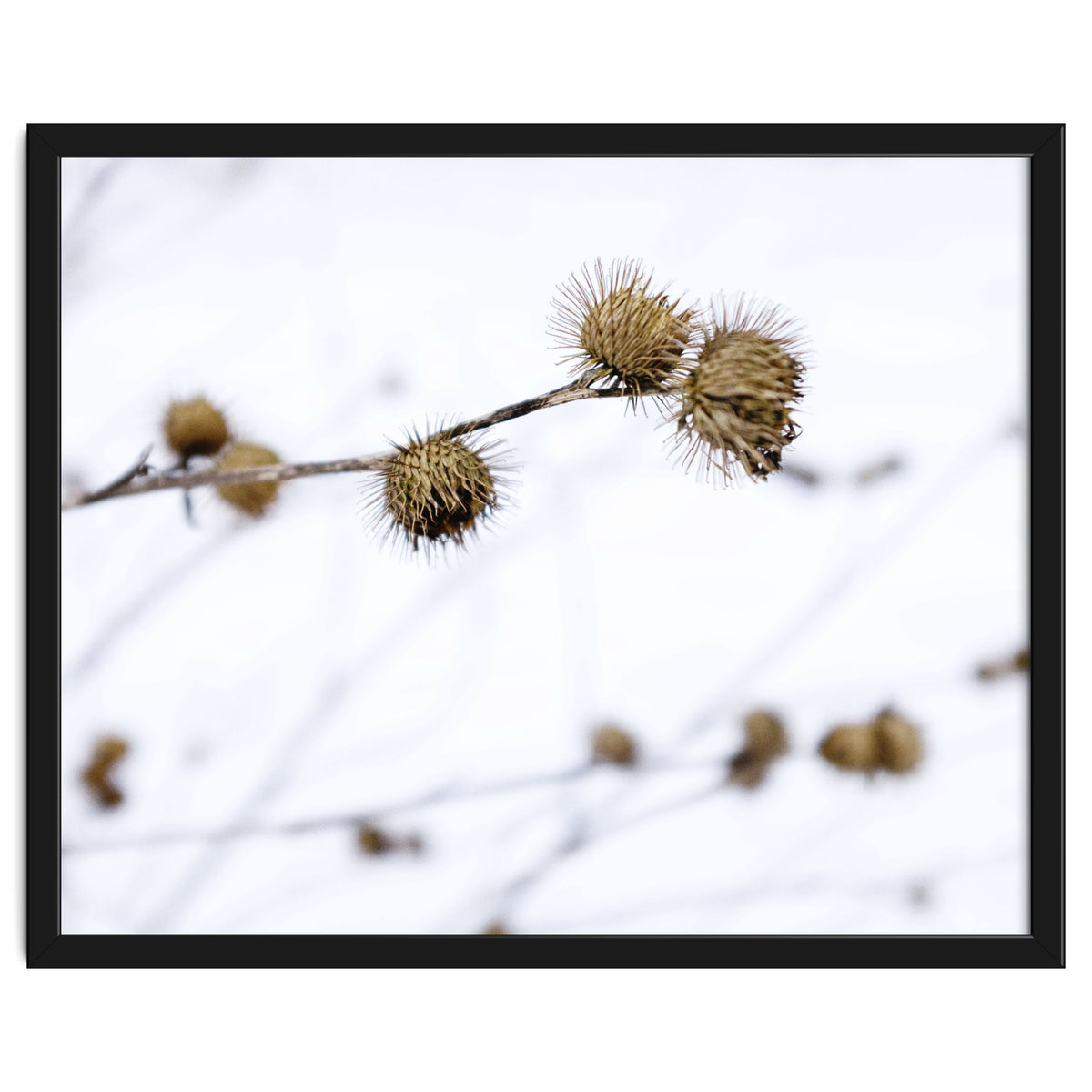 Winter Thistles