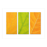Autumn Leaves (Print Only) thumbnail
