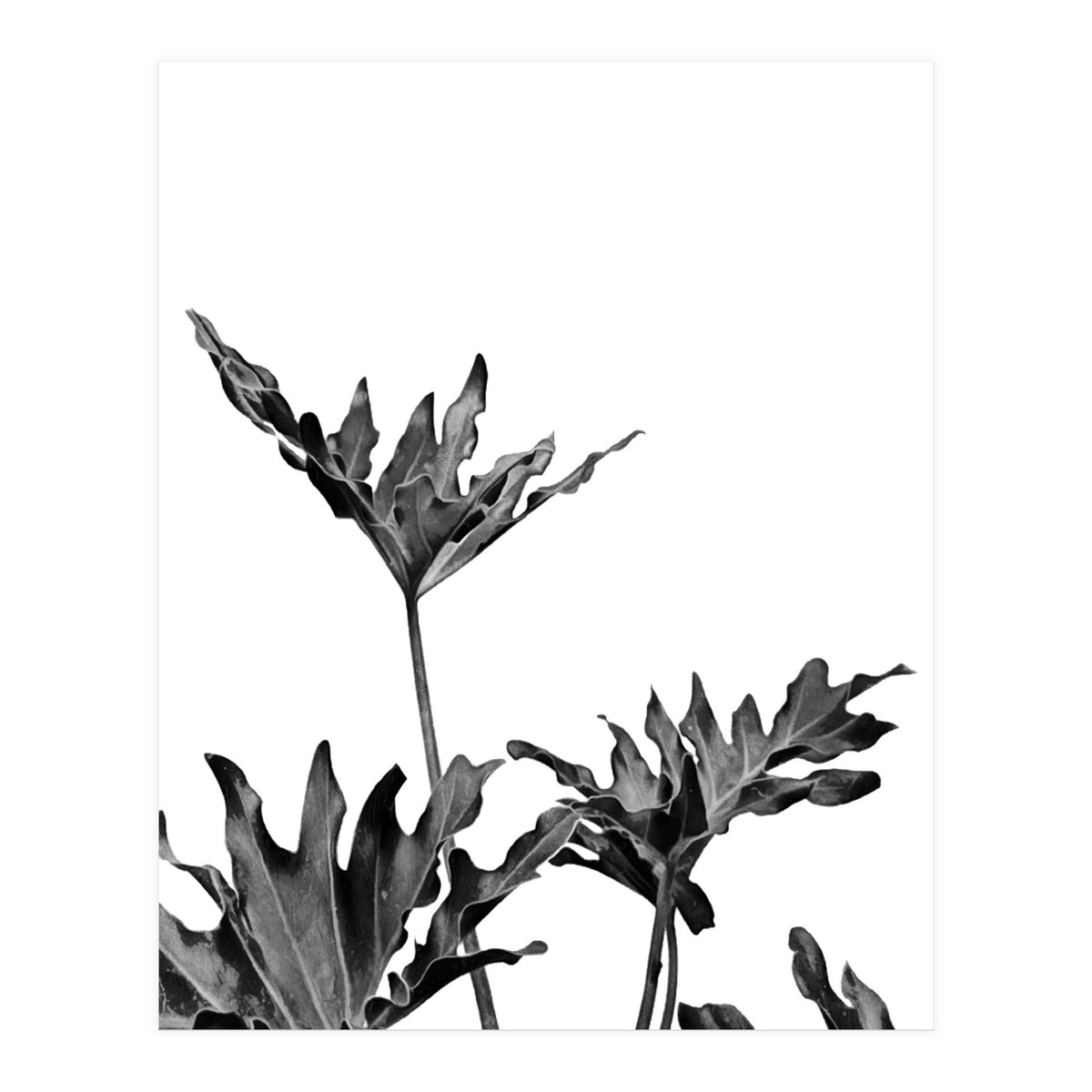 Monstera Black And White 08 (Print Only)