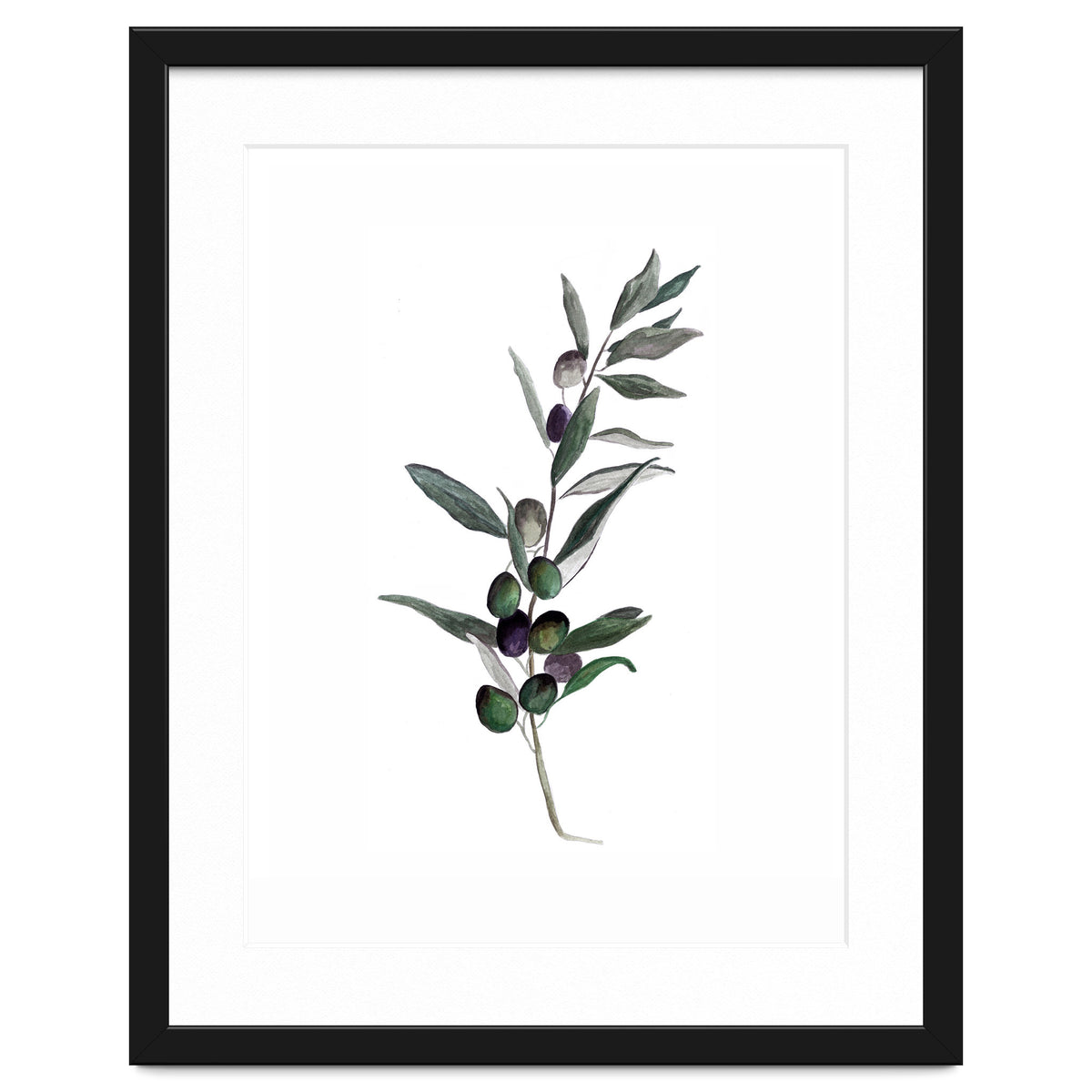Botanical Illustration Olive