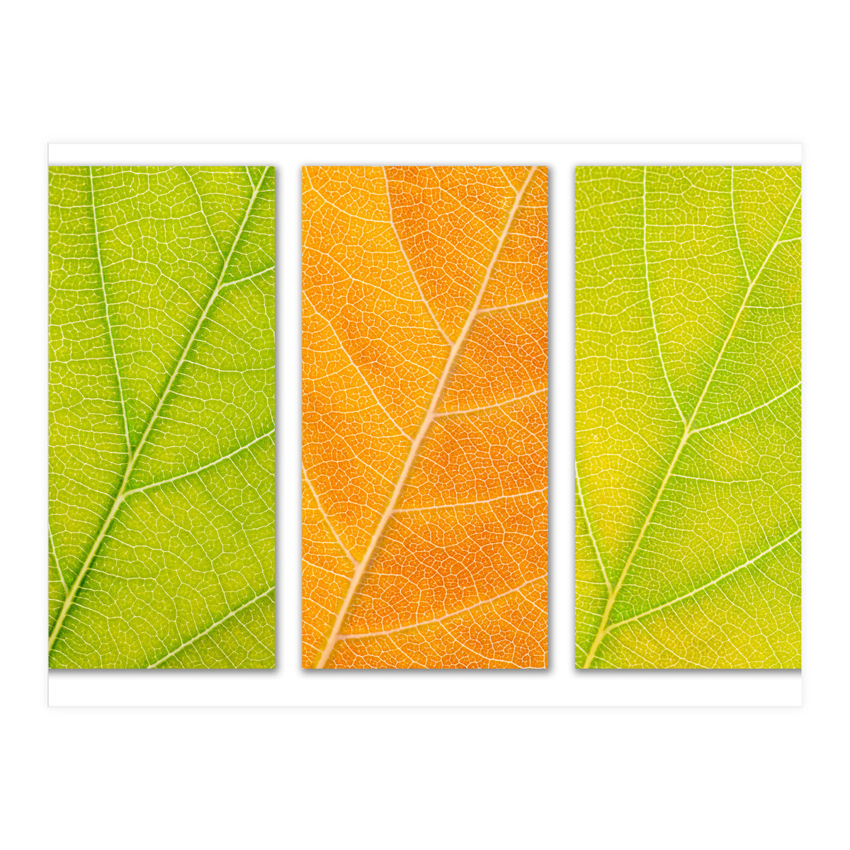 Autumn Leaves (Print Only)