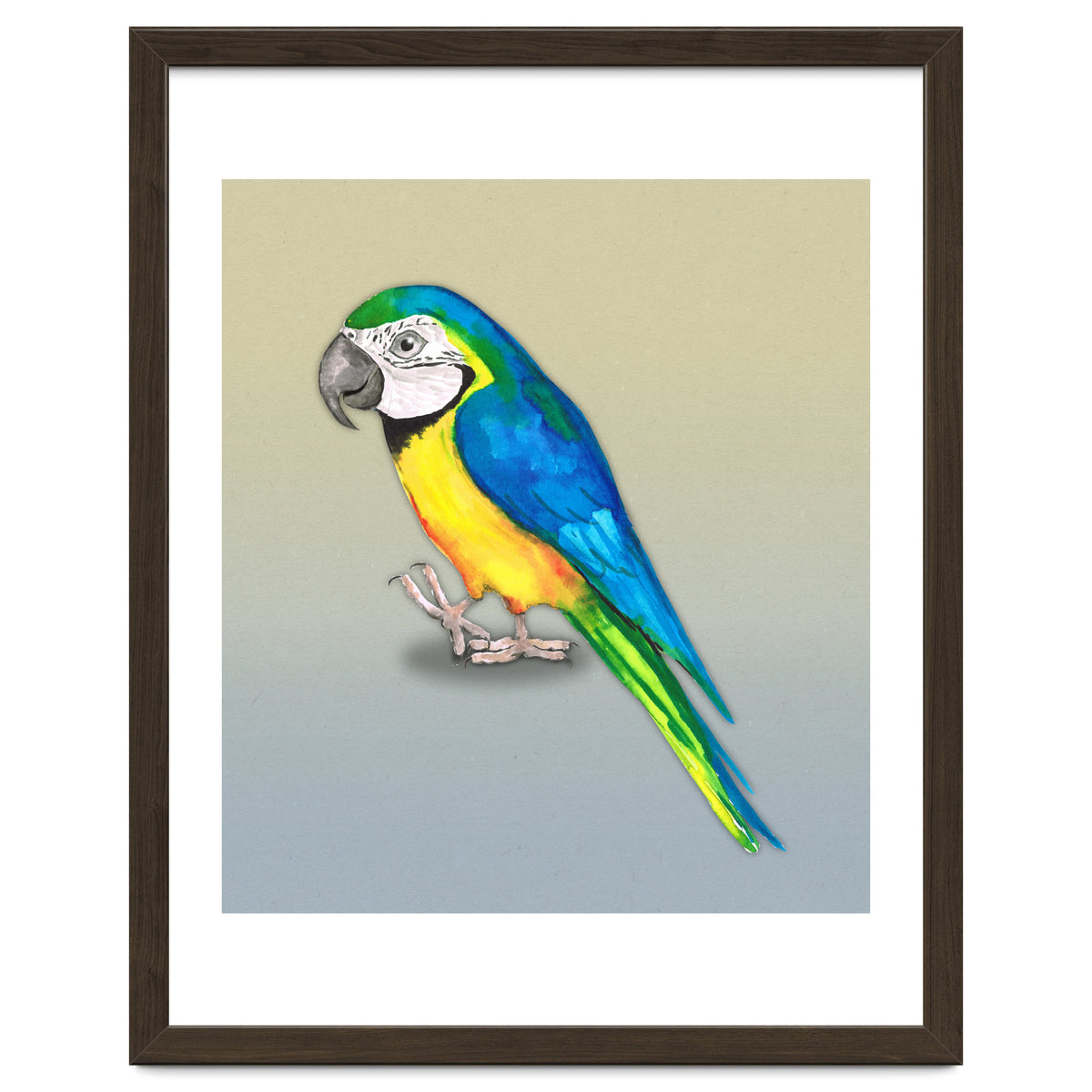 Blue and yellow macaw