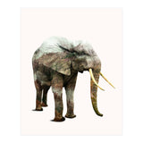 Elephant Transformation (Print Only) thumbnail