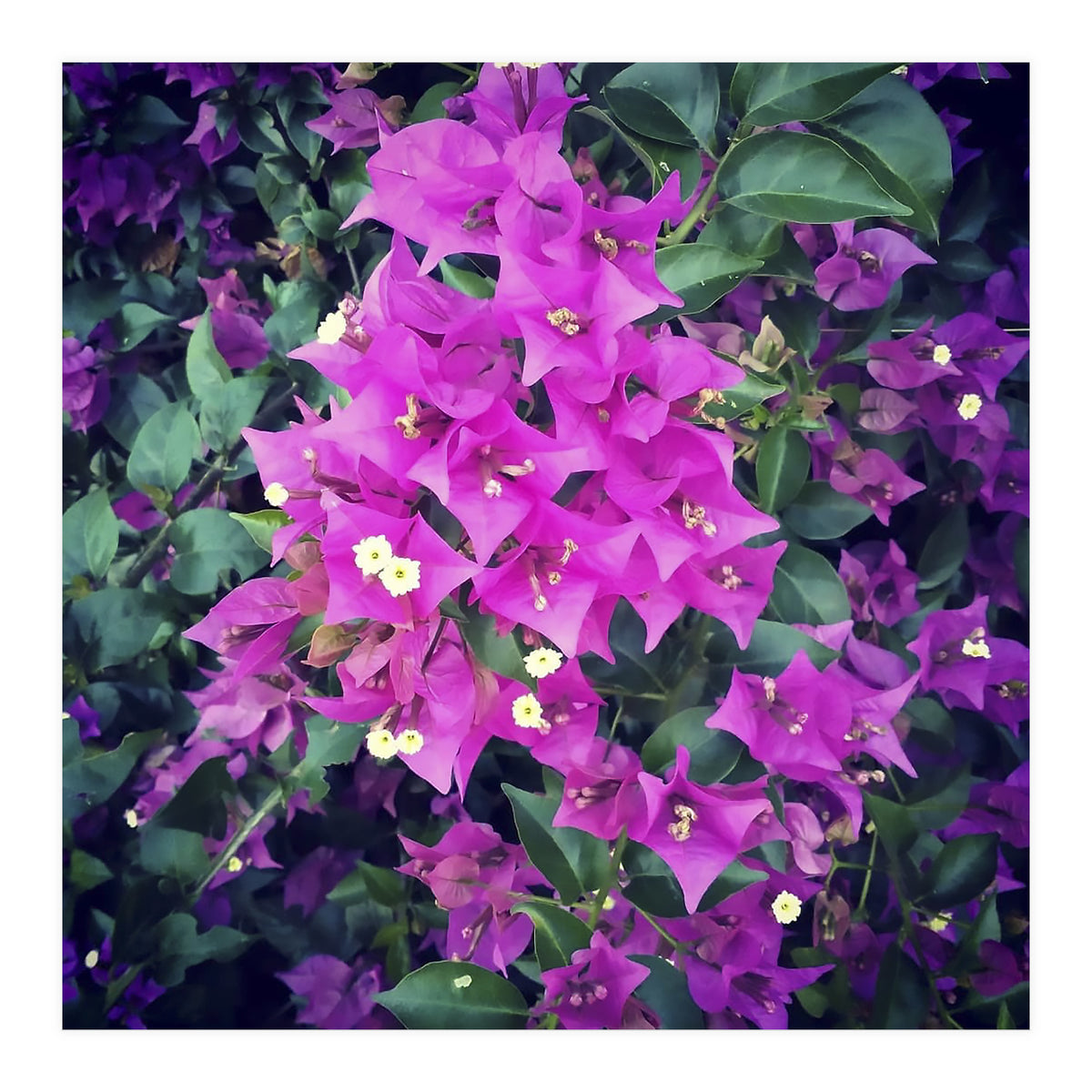 Purple Flowers (Print Only)