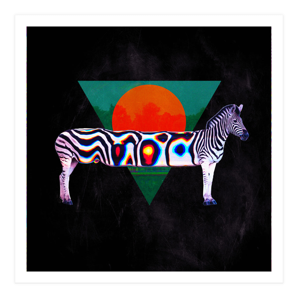Zebra (Print Only)
