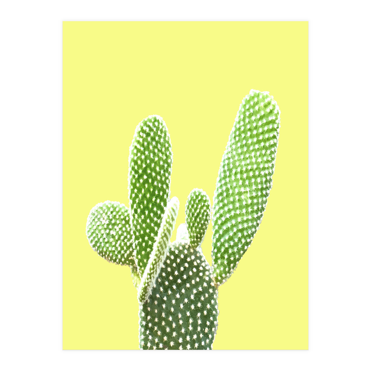 Cactus Yellow Background (Print Only)