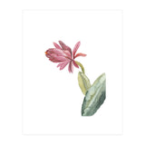 Botanical Illustration Pink Cactus Flower (Print Only) thumbnail