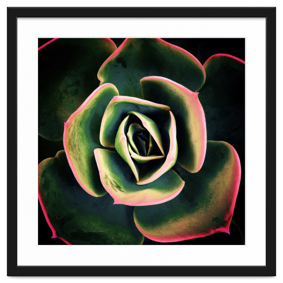 DARKSIDE OF SUCCULENTS XV