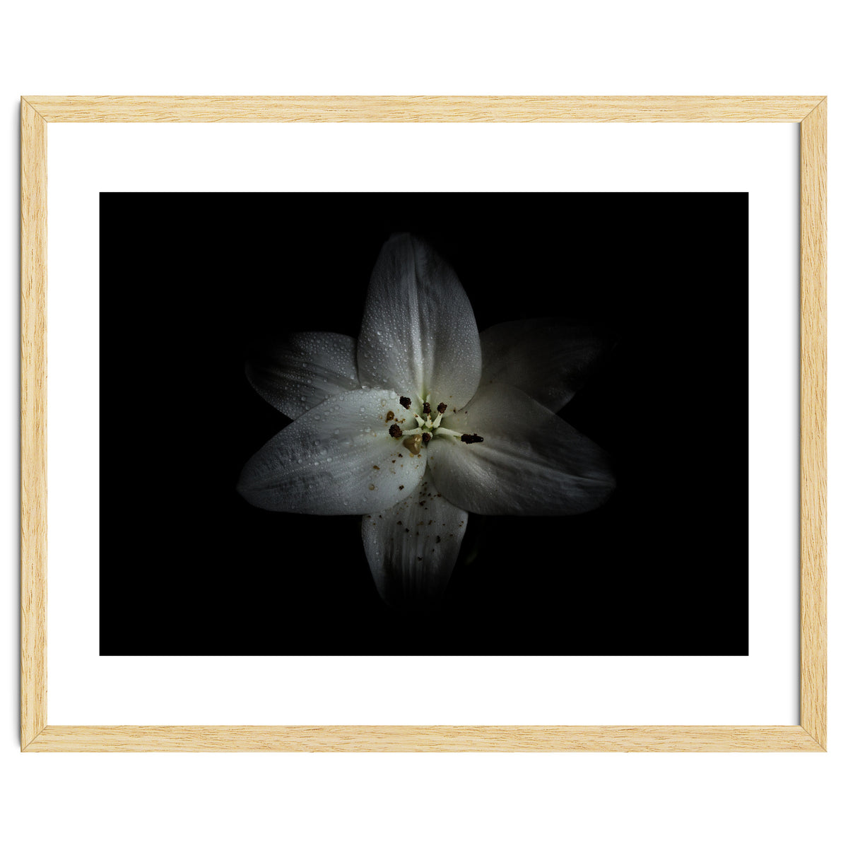 Backyard Flowers No 28 Color Version