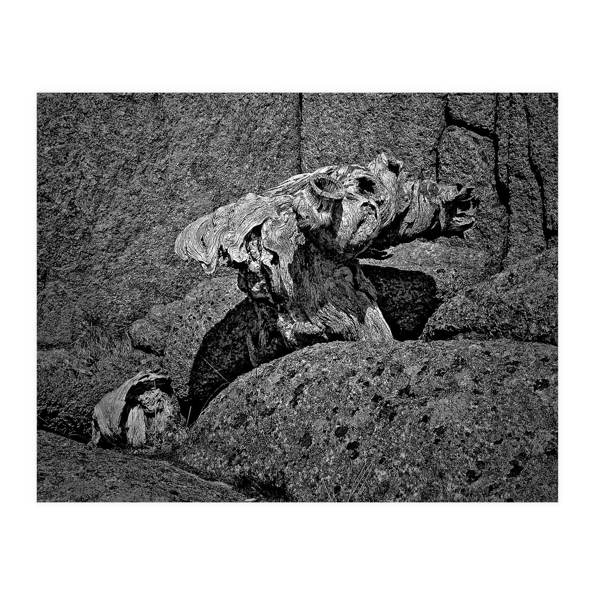 Drift wood (Print Only)