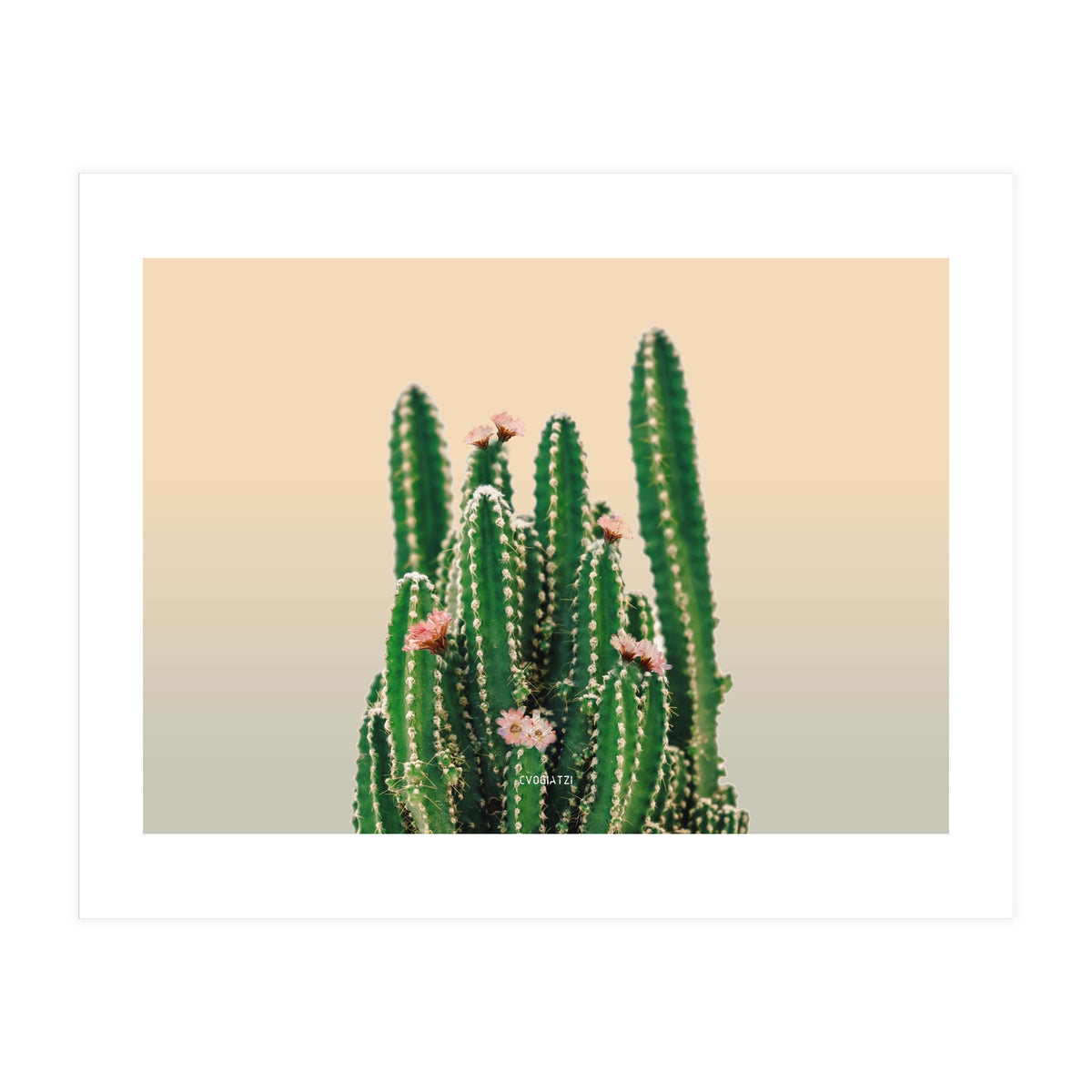 Flowered Cactus (Print Only)