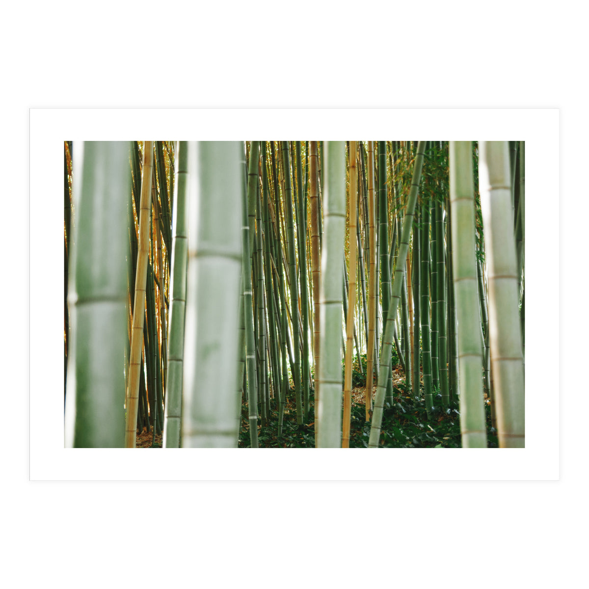 Scorpion (Print Only)