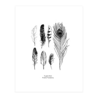 English Feather Variations (Print Only)
