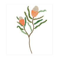 Banksia Flowers (Print Only)