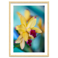 Cattleya Orchidee