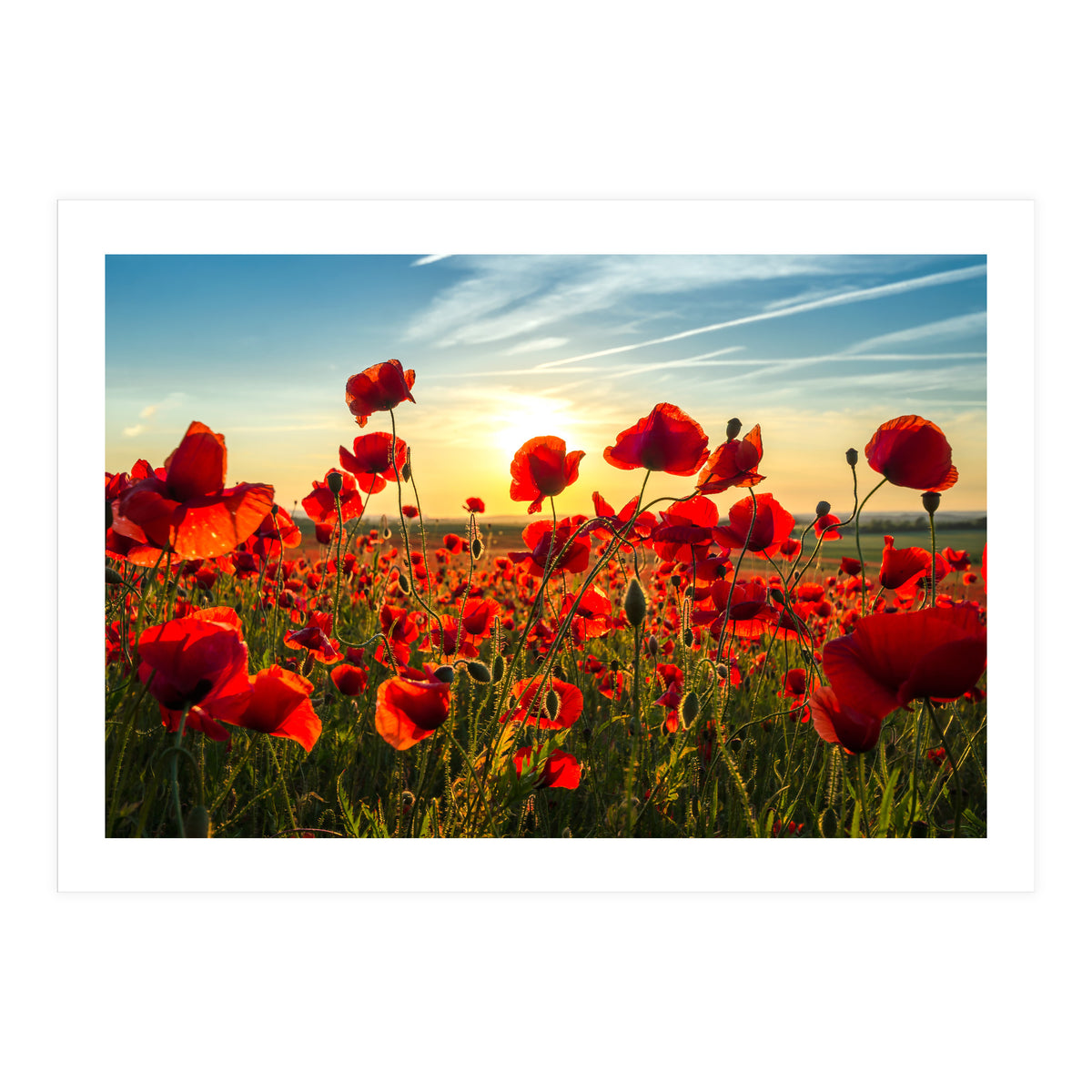 Poppies (Print Only)