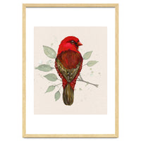 Red avadavat watercolor