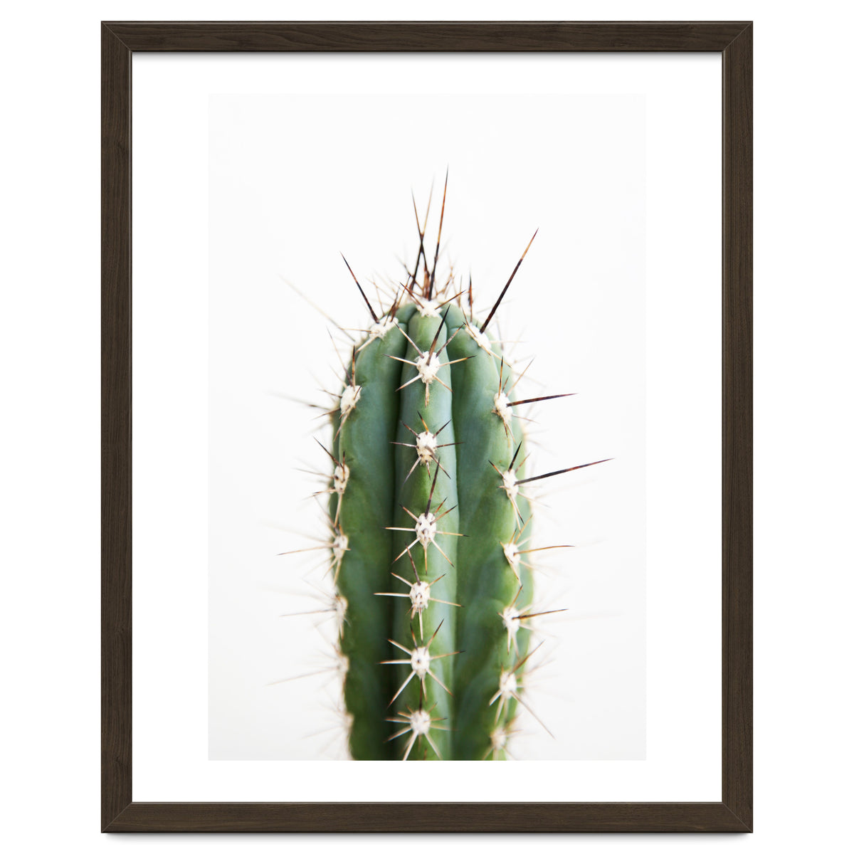 Cacti