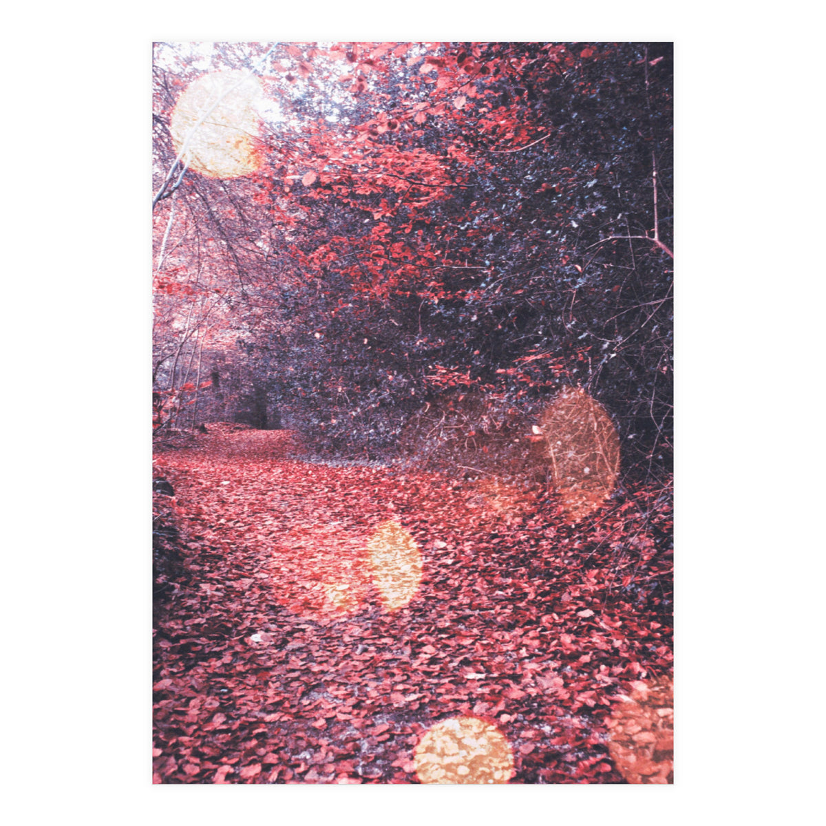 Autumn Flares (Print Only)