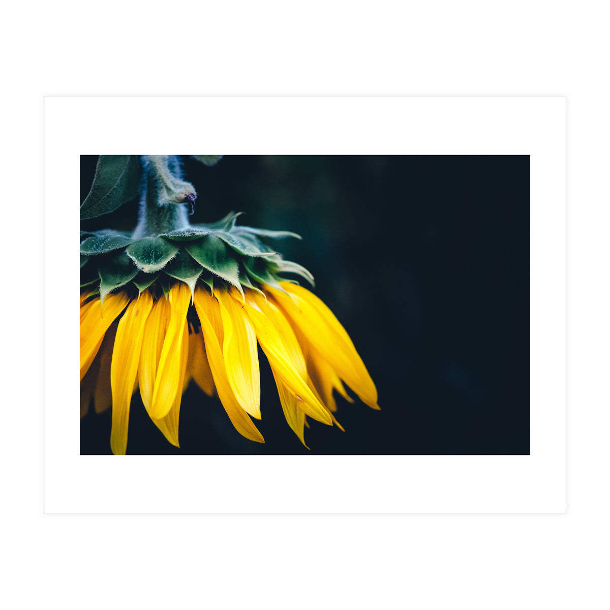 Sunflower Detail 1 (Print Only)