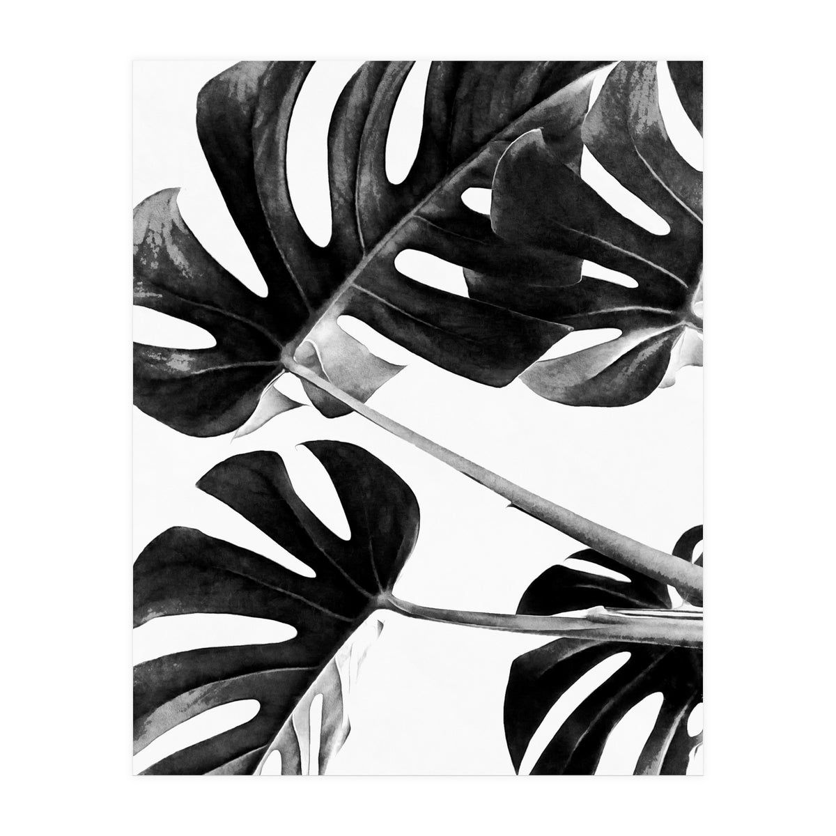 Monstera Black And White 05 (Print Only)