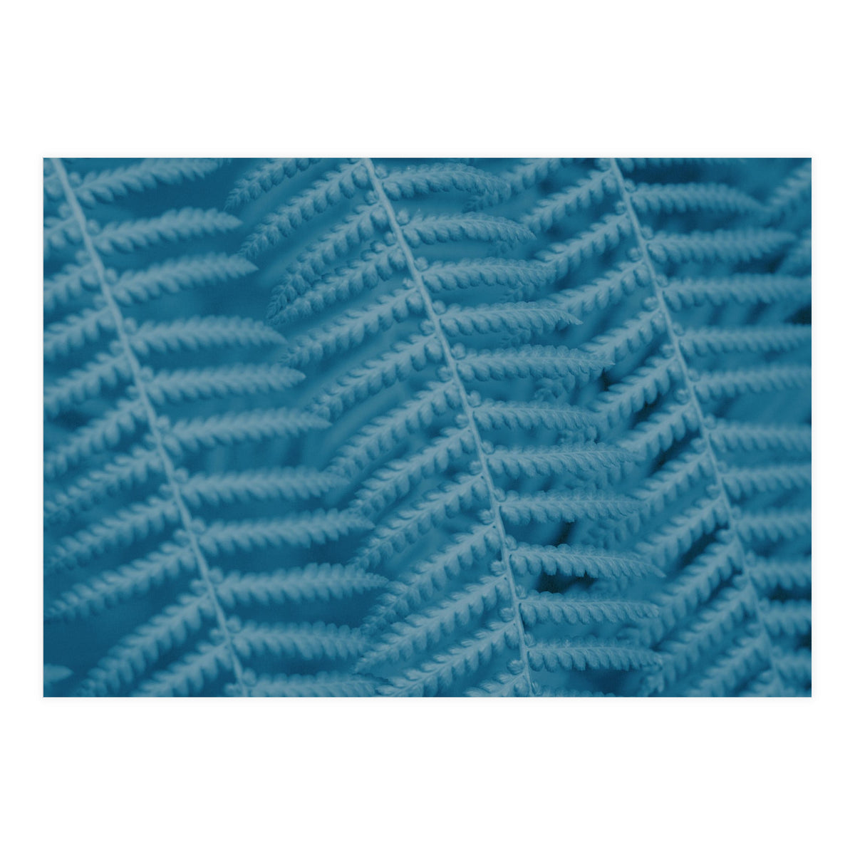 Pteridopsida 3 (Print Only)