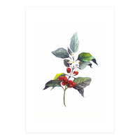 1 Botanical Illustration Kaffee Pflanze (Print Only)