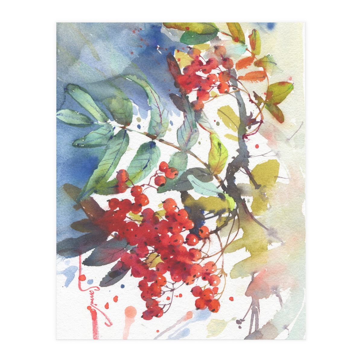 Viburnum / Guelder rose (Print Only)