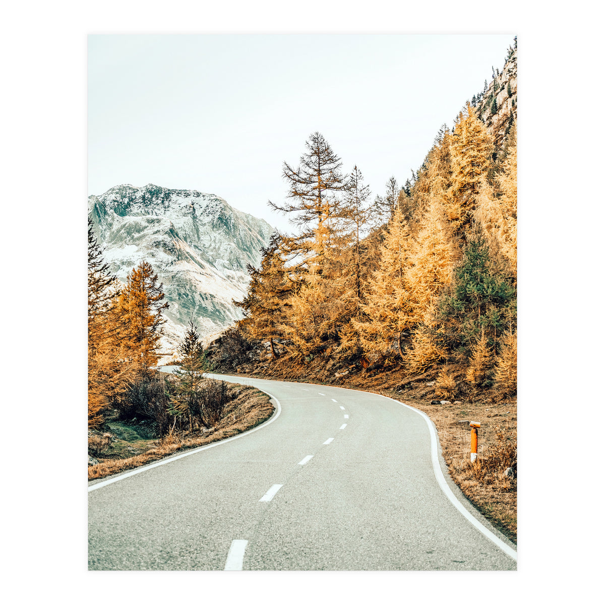 Snow and Golden Pine (Print Only)