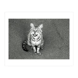 Cat (Print Only) thumbnail