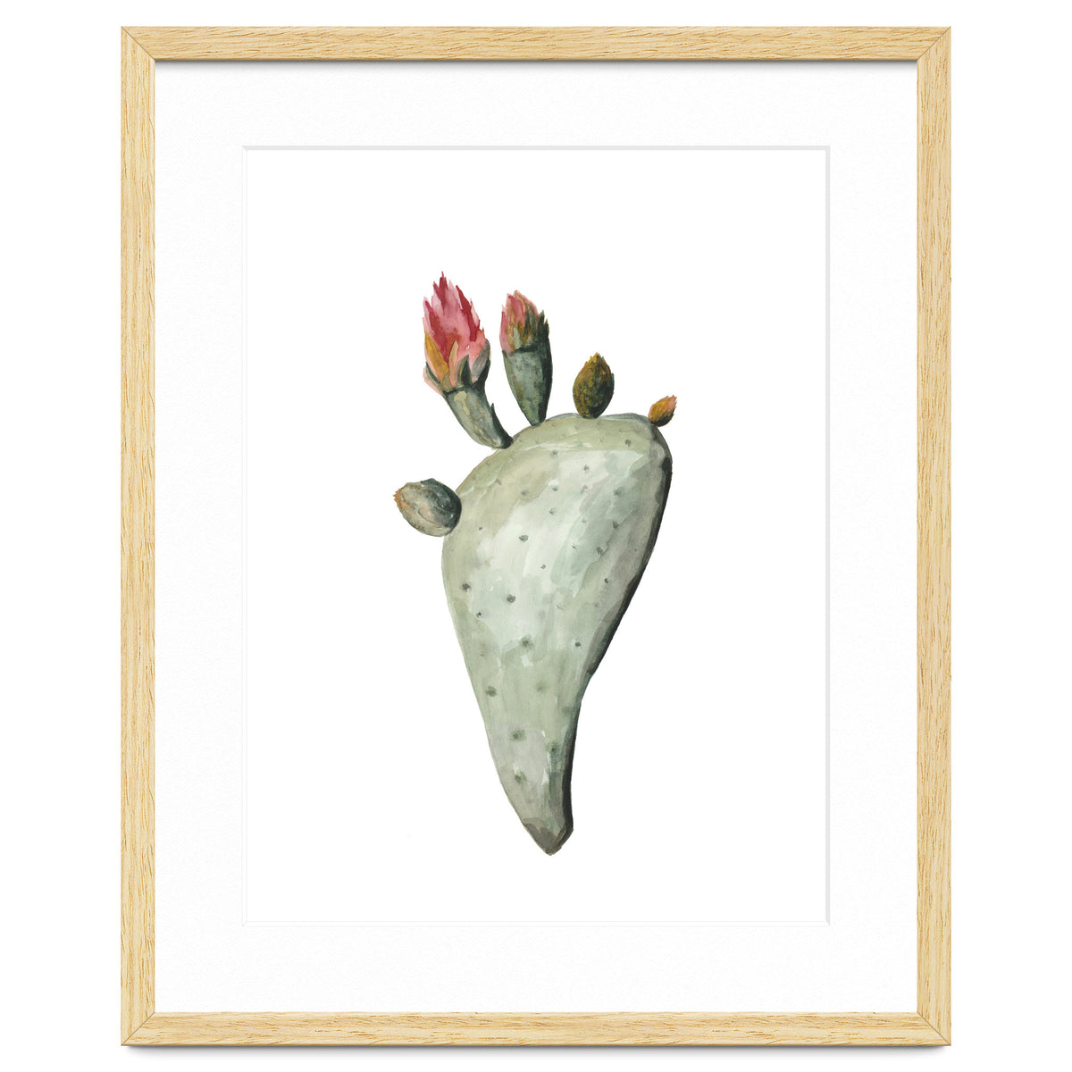 Botanical Illustration Cactus Flowers