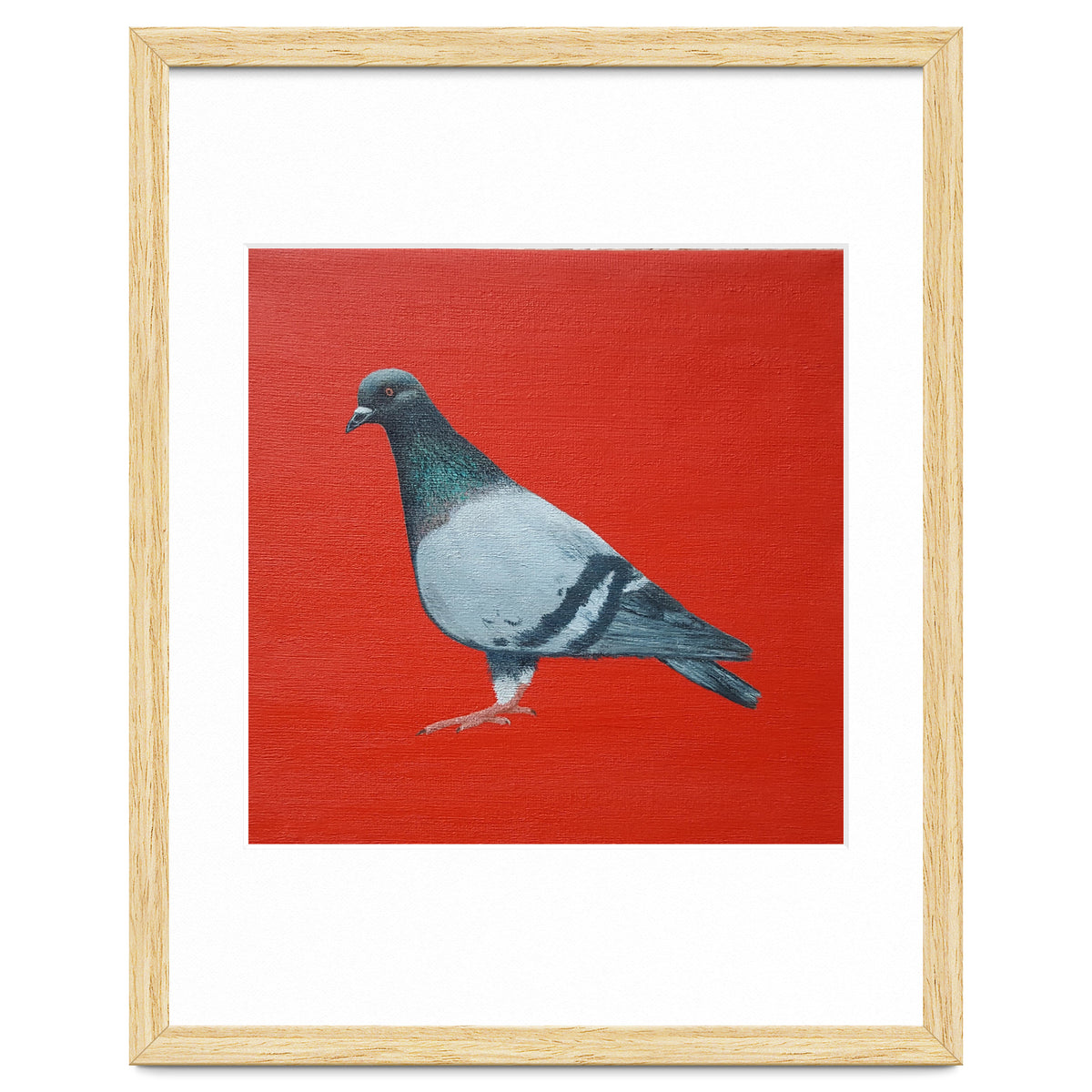 Pigeon