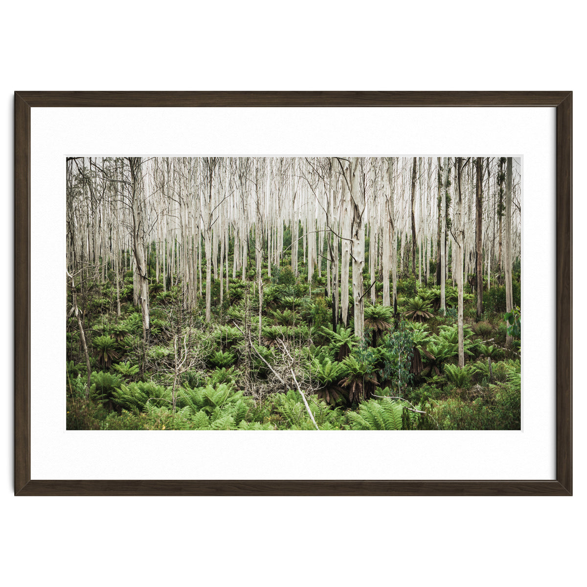 Forest After The Fire