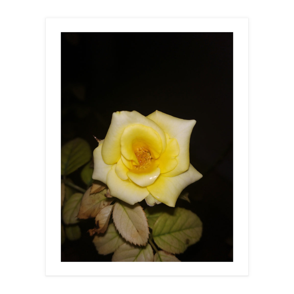 Yellow Rose (Print Only)