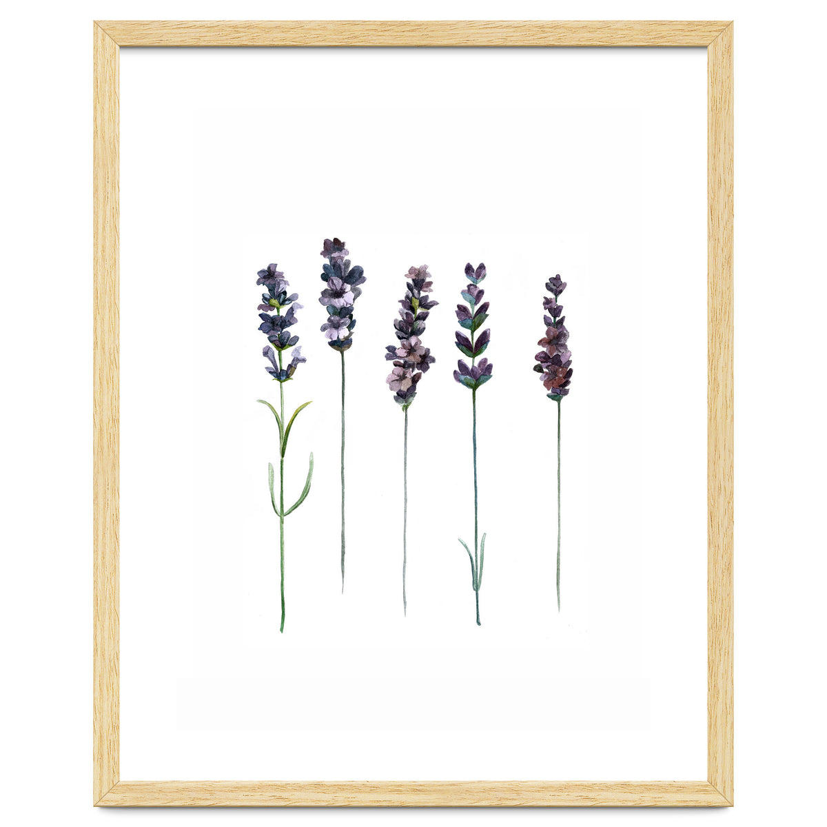 Botanical Illustration Lavender