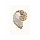 Cc Shell 02 (Print Only) thumbnail
