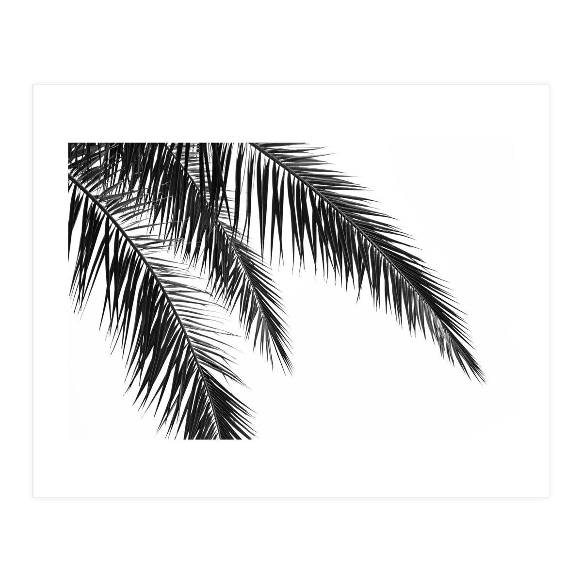 Palm Leaves (Print Only)