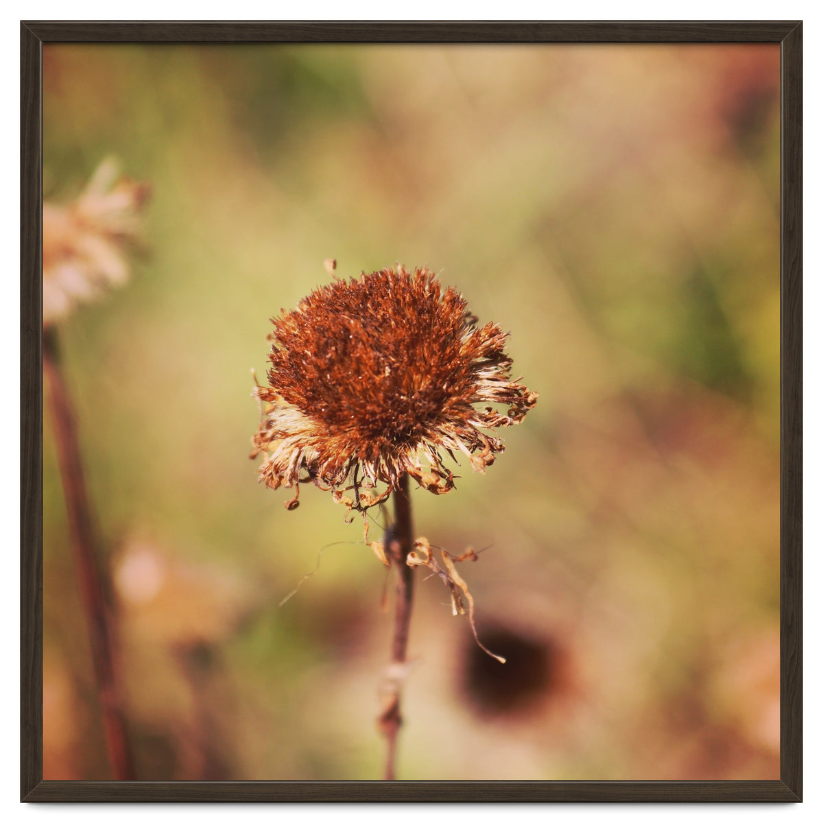 dried daisy
