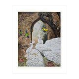 Portuguese Collection (Print Only) thumbnail