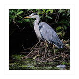Heron (Print Only) thumbnail