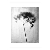 Hydrangea (Print Only) thumbnail