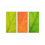 Autumn Leaves (Print Only) thumbnail
