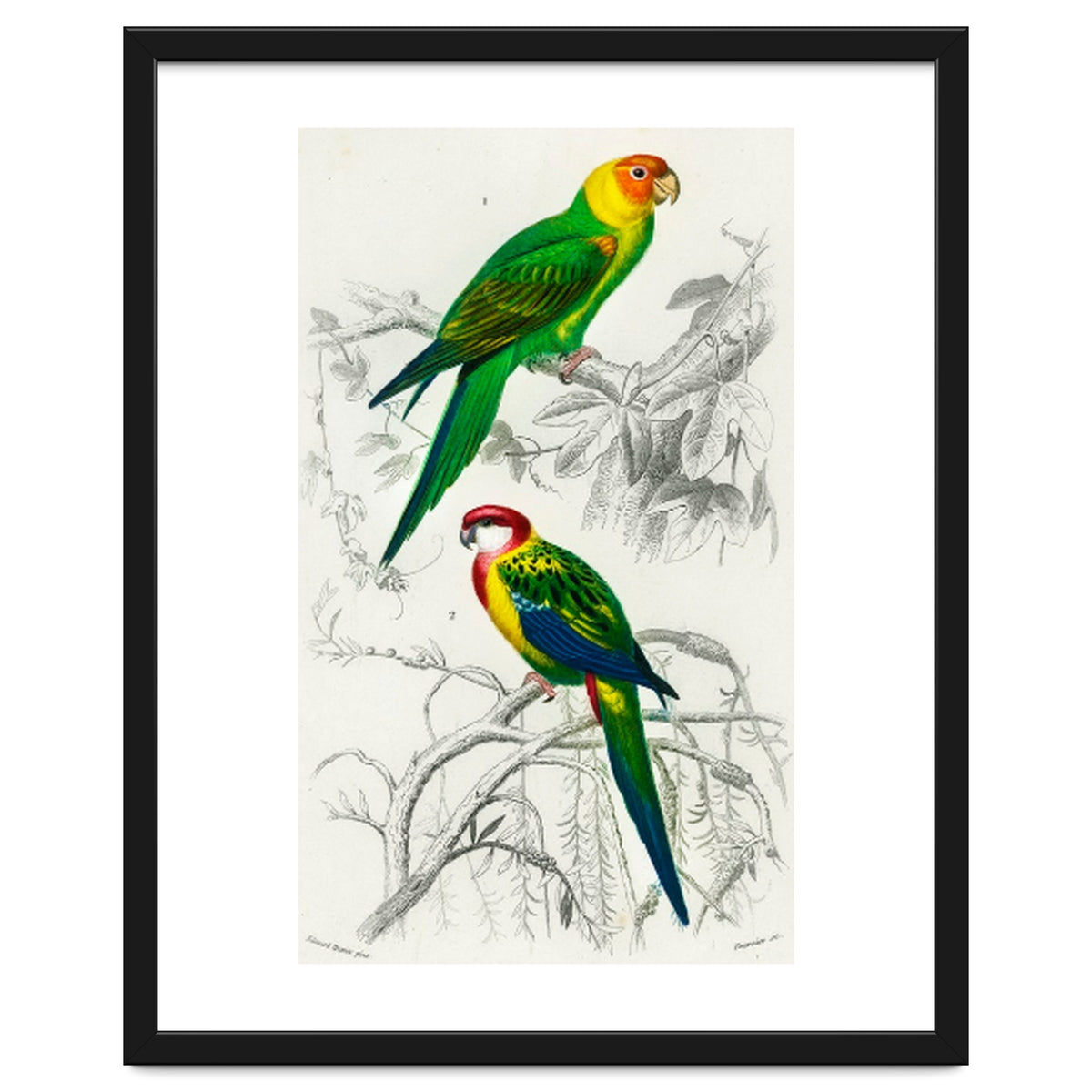 Different types of birds illustrated