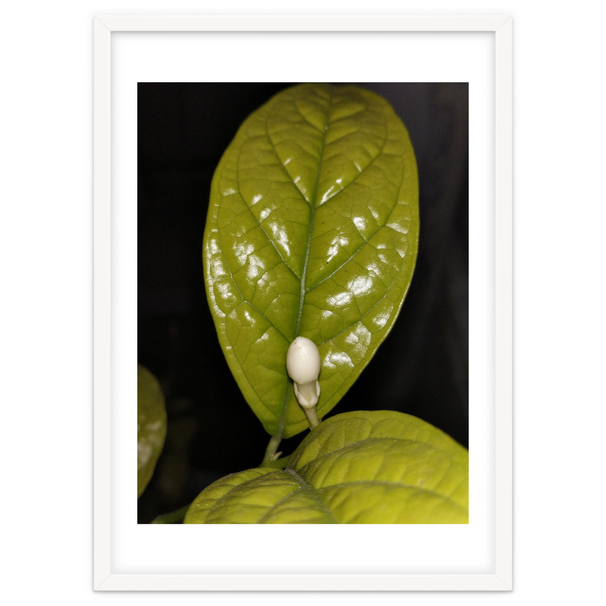 Jasmine Flower Fragrance